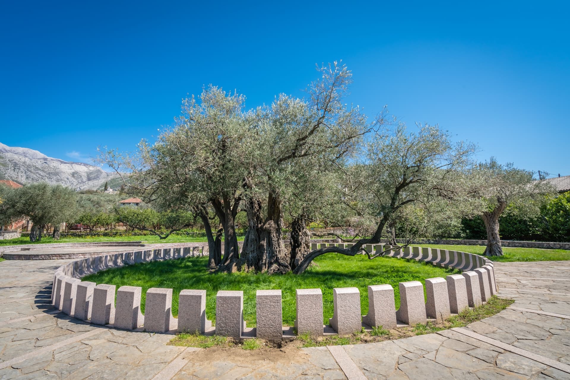 Ancient olive tree in Montenegro surrounded by stone blocks under a clear blue sky with mountains.
