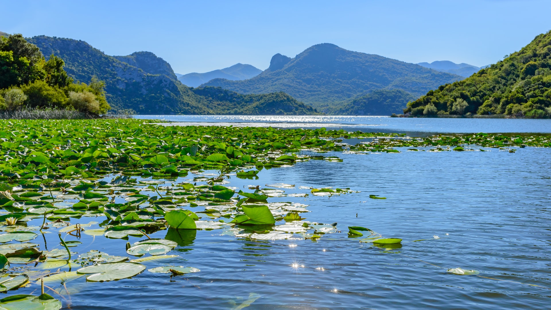 Lily pads floating on Shkoder Lake with forested mountains under a clear blue sky.