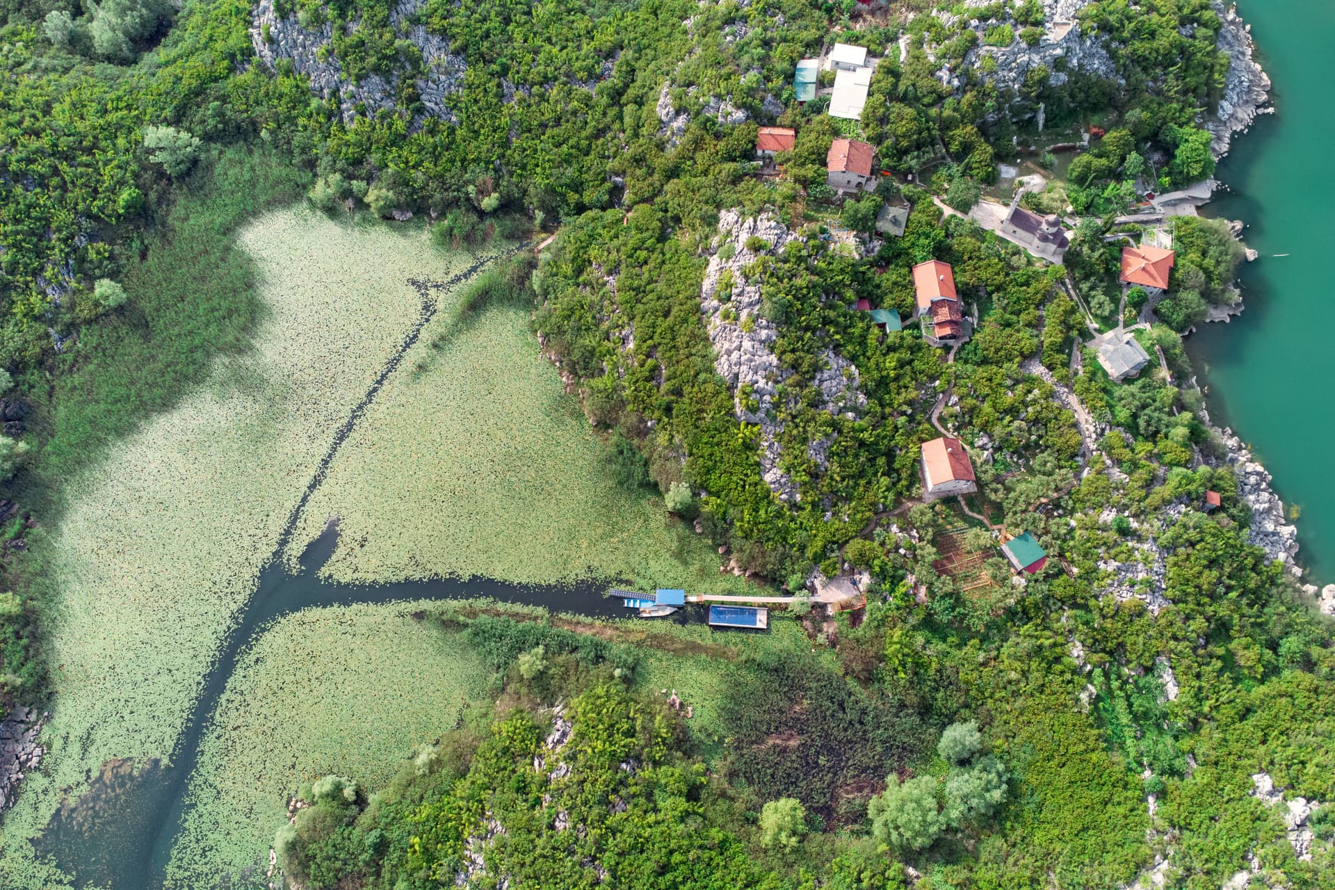 Aerial view of Lake Skadar, Montenegro, showing lily pads, dense green vegetation, and houses on a rocky shore.